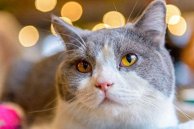 《英雄传说：黎之轨迹》新宣传片 中文版冬季发售